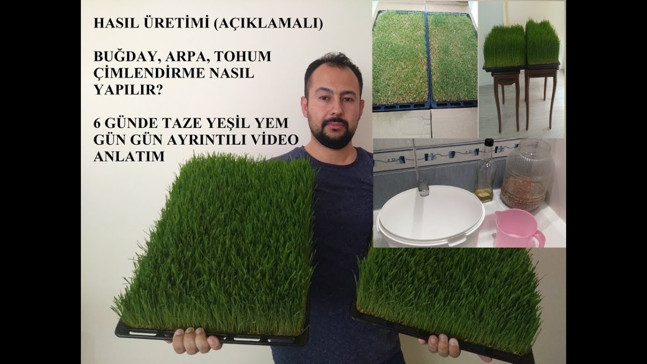 Hasıl Üretimi Nasıl Yapılır? Gün gün ayrıntılı gelişim anlatım