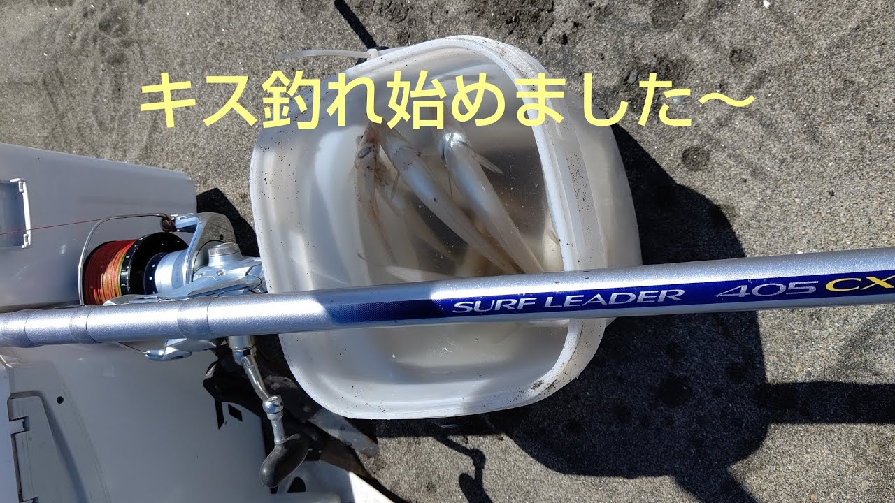 キスの投げ釣り、2024年5月14日/新潟県、小針浜/キスが釣れ始めました～