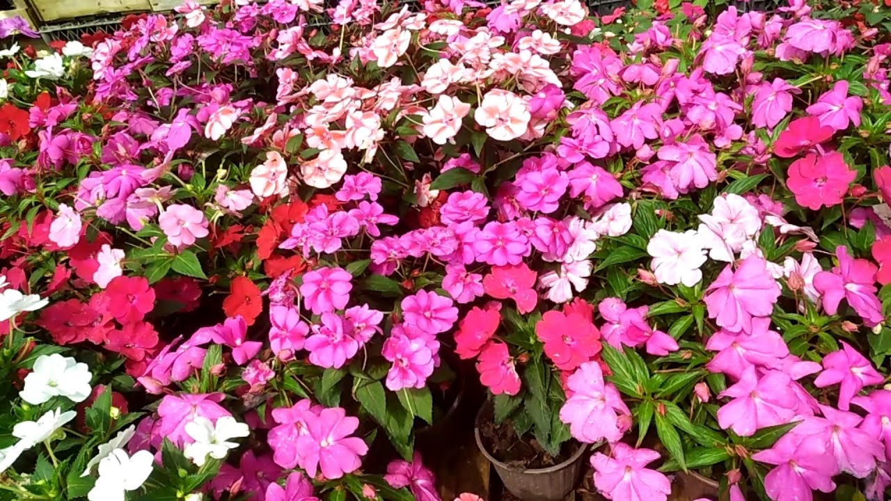 Çiçek serasından görüntüler