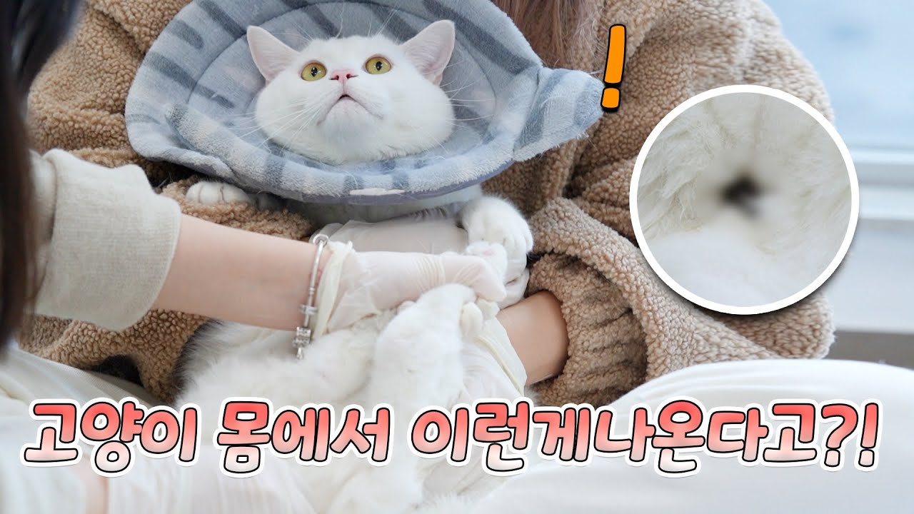 고양이에게 냄새가 많이 난다면? | 고양이산책