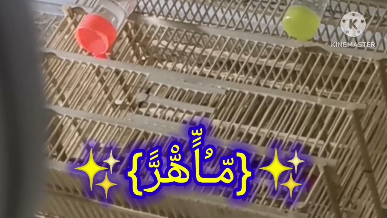 بلبل كطعاوي الملقب ماهر تفريد بسيط لعيون المشتركين