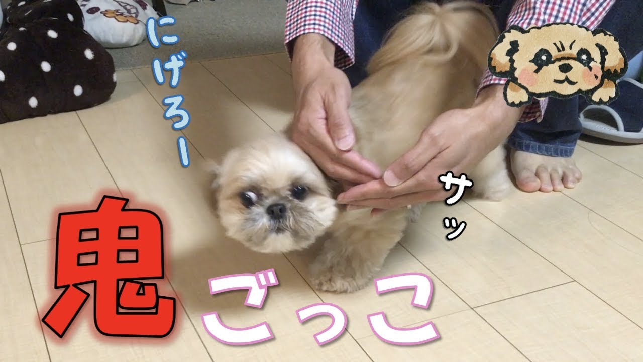 【逃げる犬】捕まえる！飼い主と楽しい鬼ごっこ - Let's  play tag with puppy -【チワワ×シーズー】