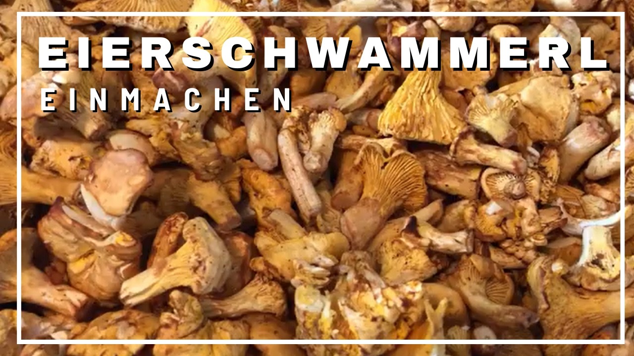 Eierschwammerl - Pfifferlinge einlegen - einmachen - einREXen|| Was koche ich heute? #gerykocht