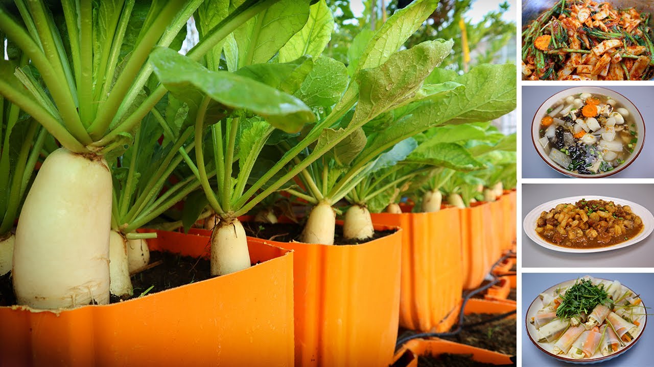 How to grow white radish in plastic pots from seed to harvest | Radish recipes