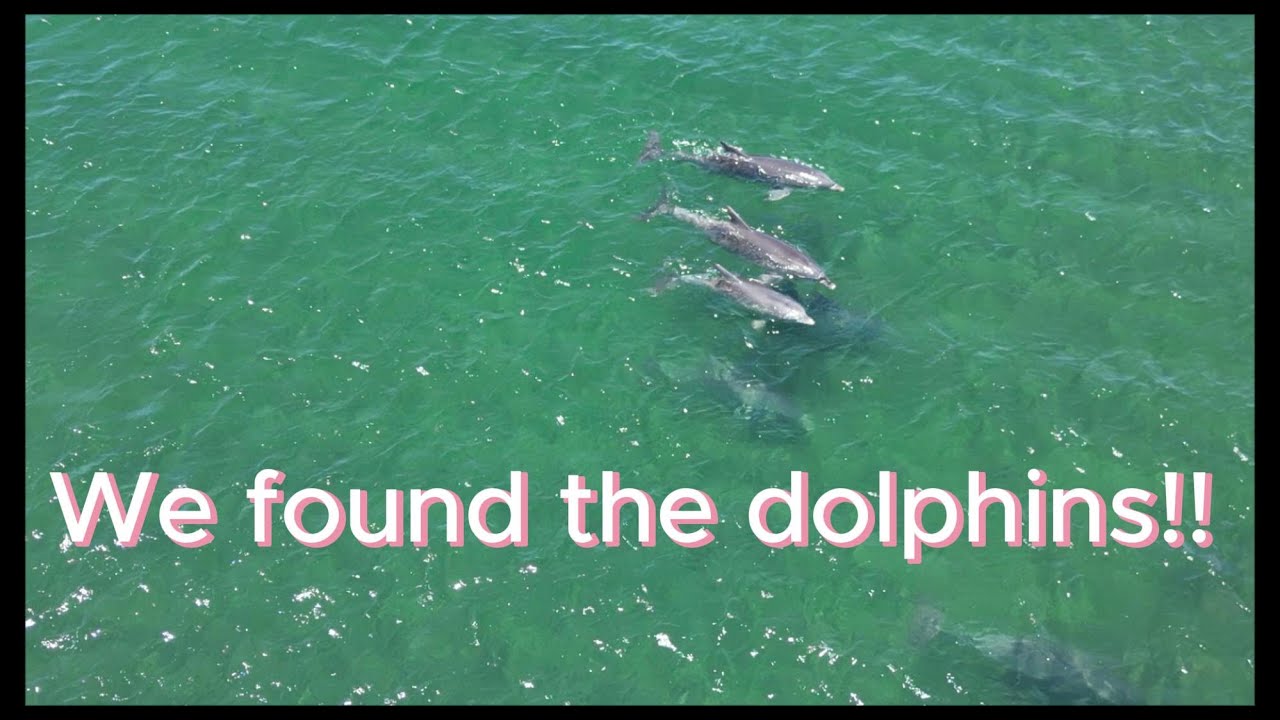 We Found The Dolphins!!