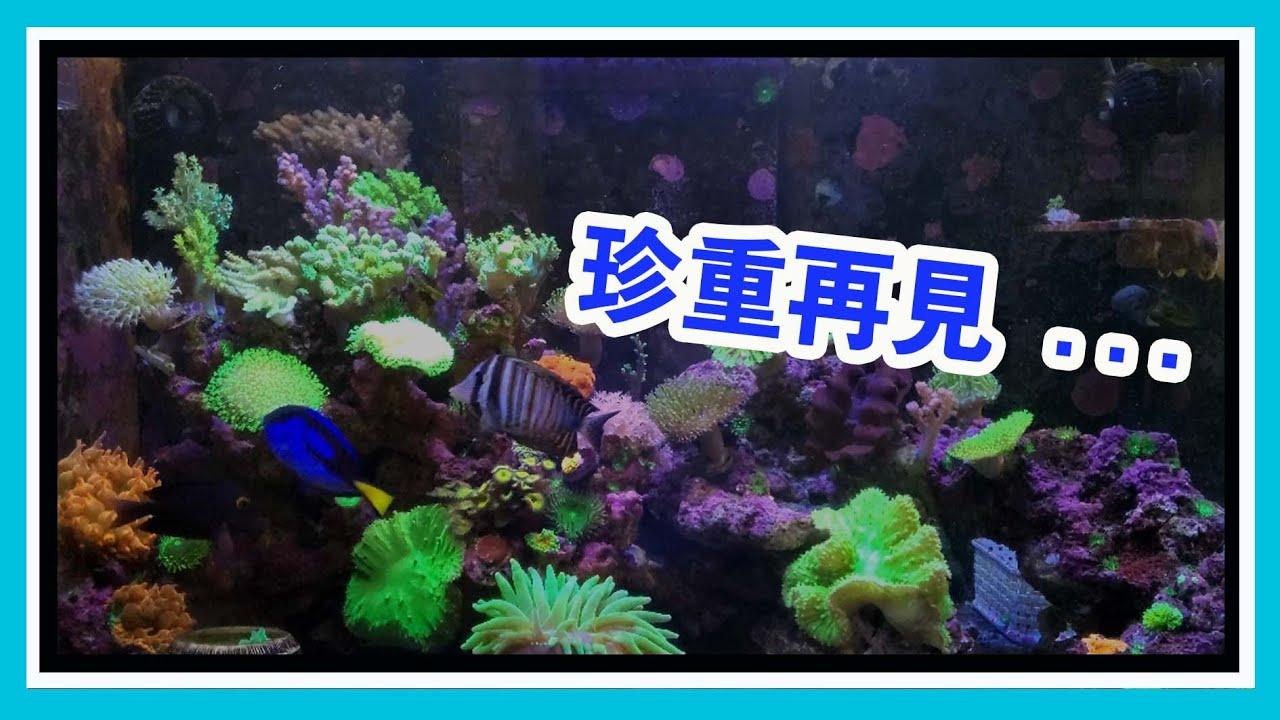 再見了... 珍珠大帆倒吊  【阿宅 X Dane's Aquarium】