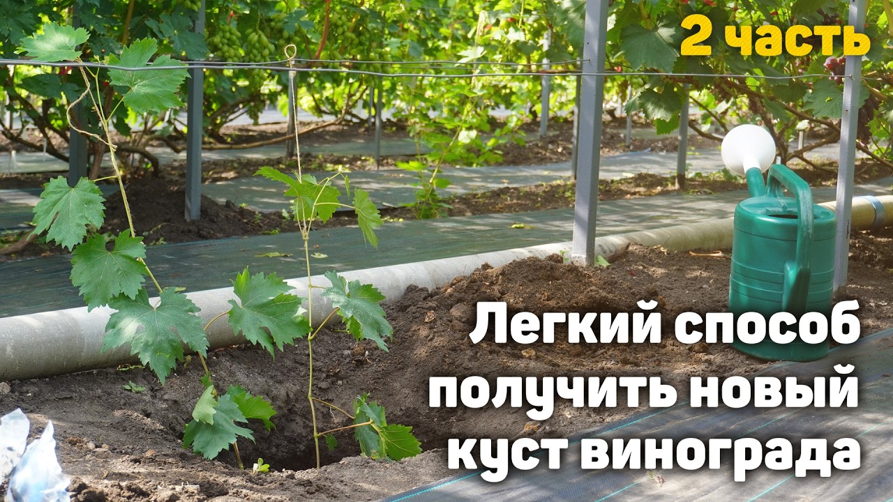 Самый лёгкий способ укоренения! Сможет каждый! Часть2