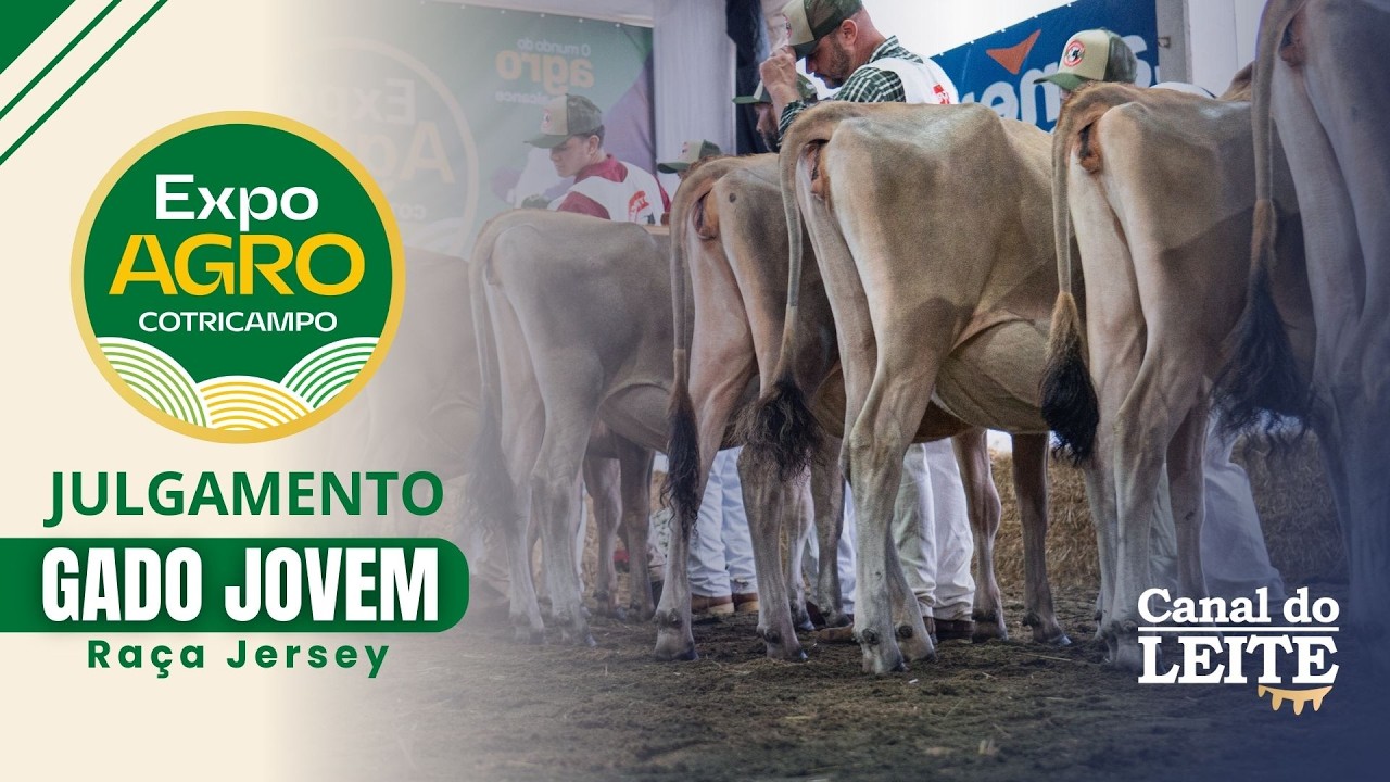 Expo Agro Cotricampo 2026 - Julgamento do Gado Jovem da Raça Jersey