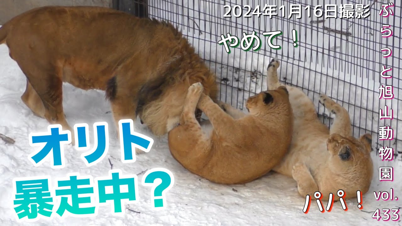 《旭山動物園ライオン＆トラ》今日のオリトファミリー。フウもお手上げ？オリトの押しにたじたじ＆爆走オリト？vol433/little lion is under the care of   father