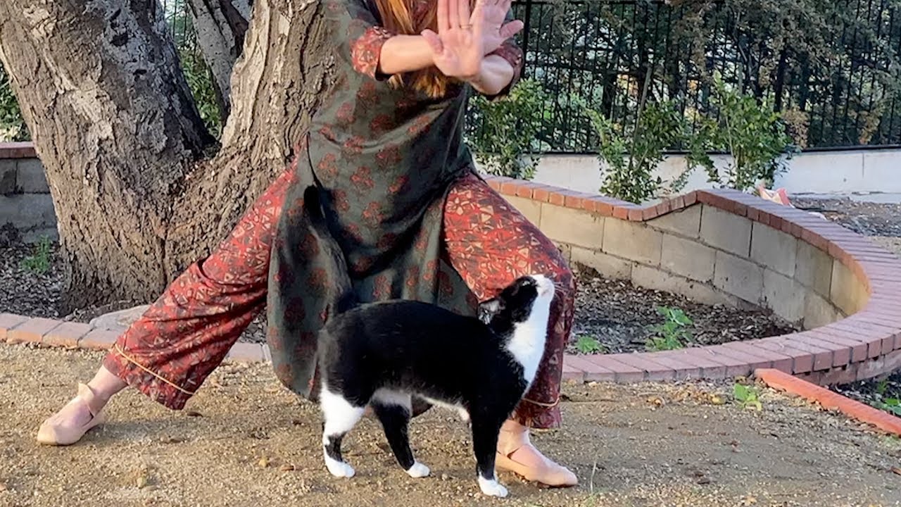 Kitty Crashes Video - Cat Stance? - WholyFit SlowFlo Stances