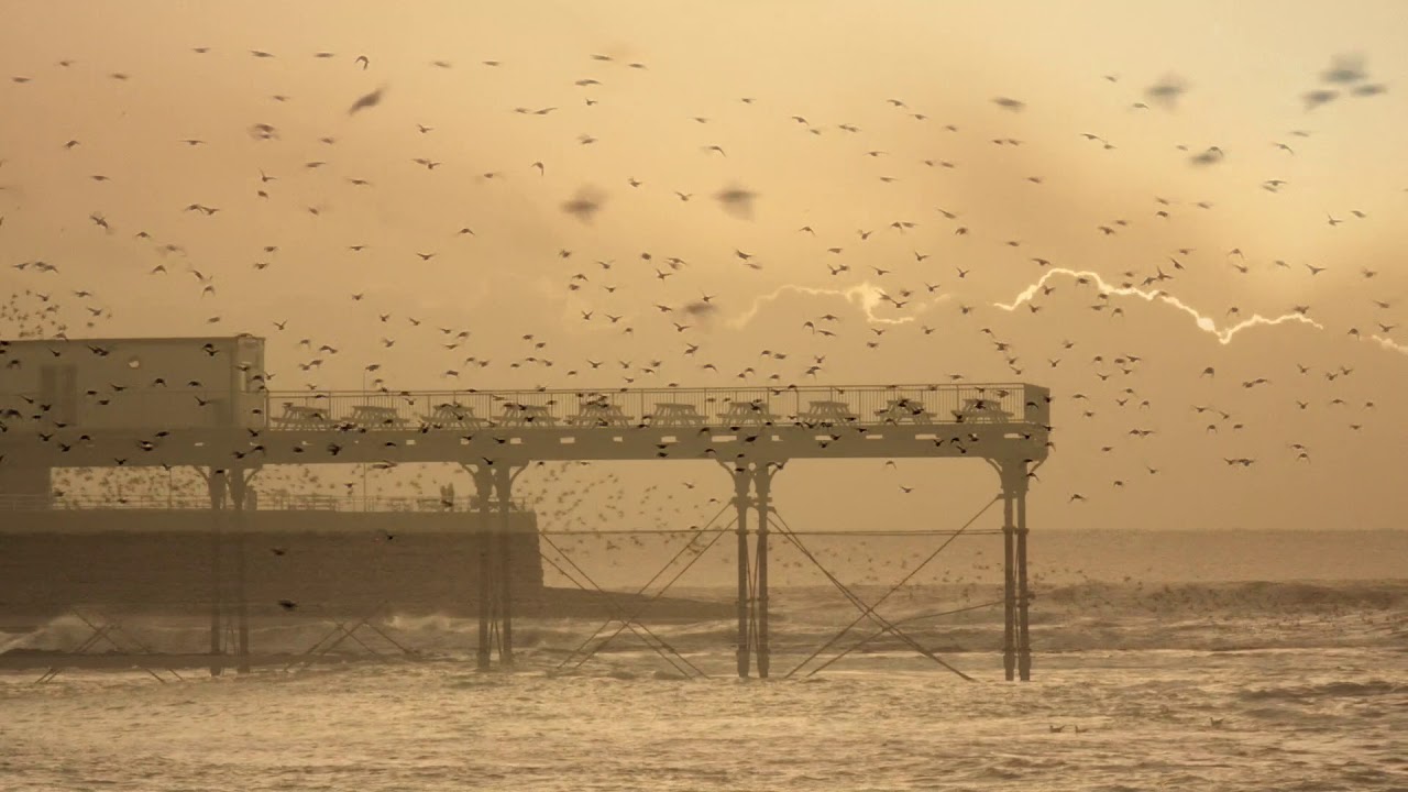 Starlings roosting under  the pier in Aberystwyth.