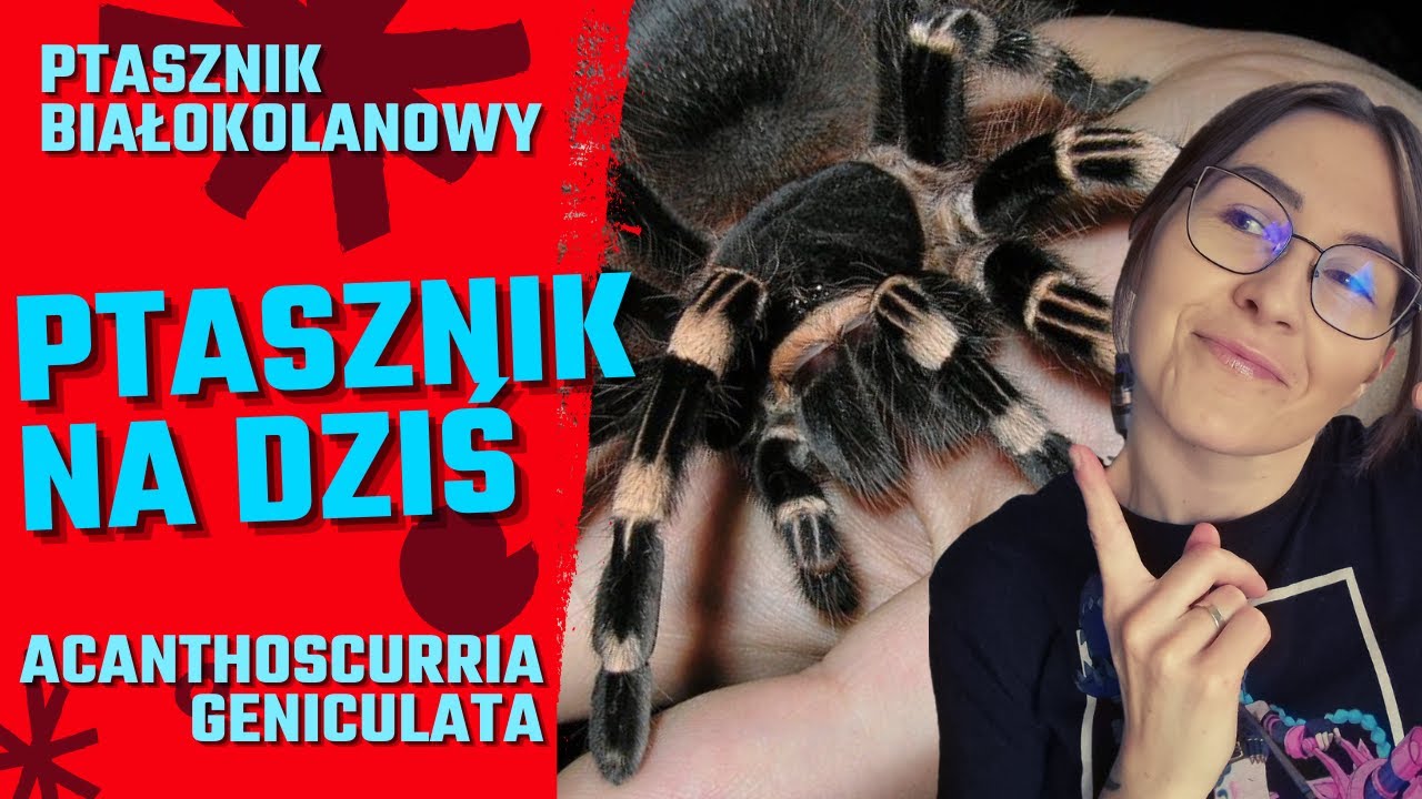 Acanthoscurria geniculata – Gigantyczny Głodomór w Twoim Terrarium!