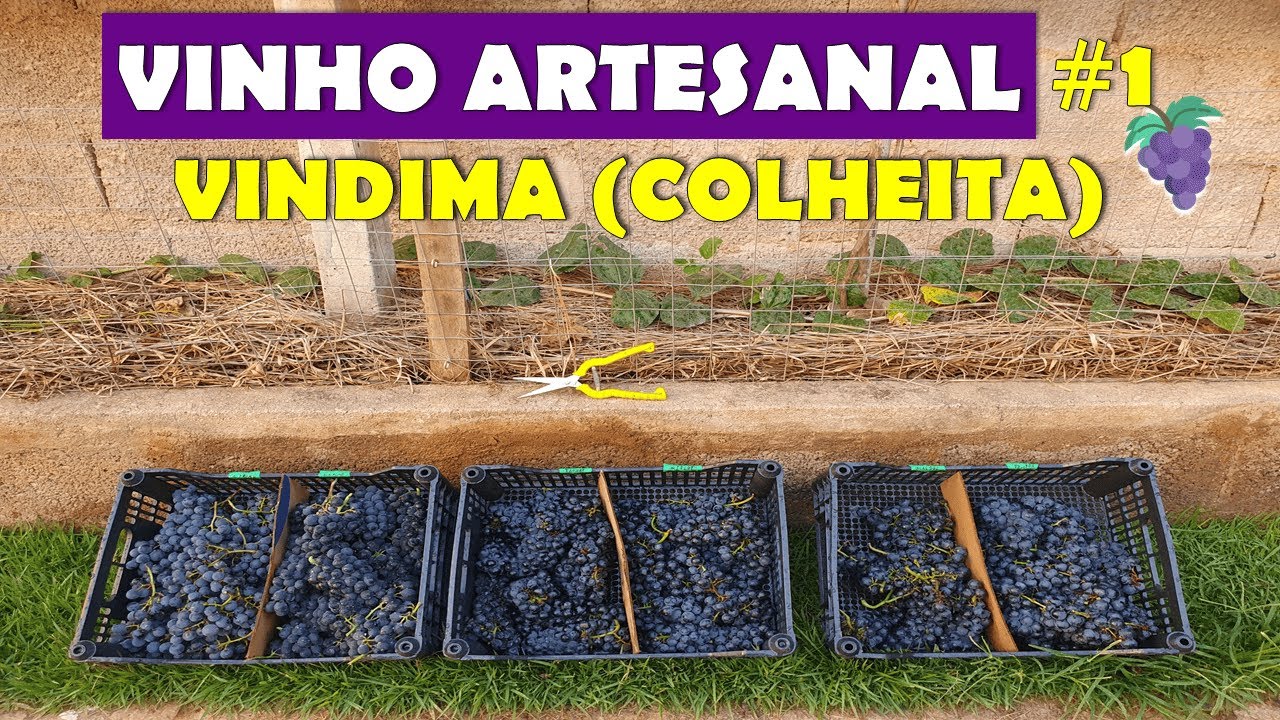 🍇 Vindima (Colheita) - Elaboração de Vinho Tinto Artesanal Assemblage #1 🍷