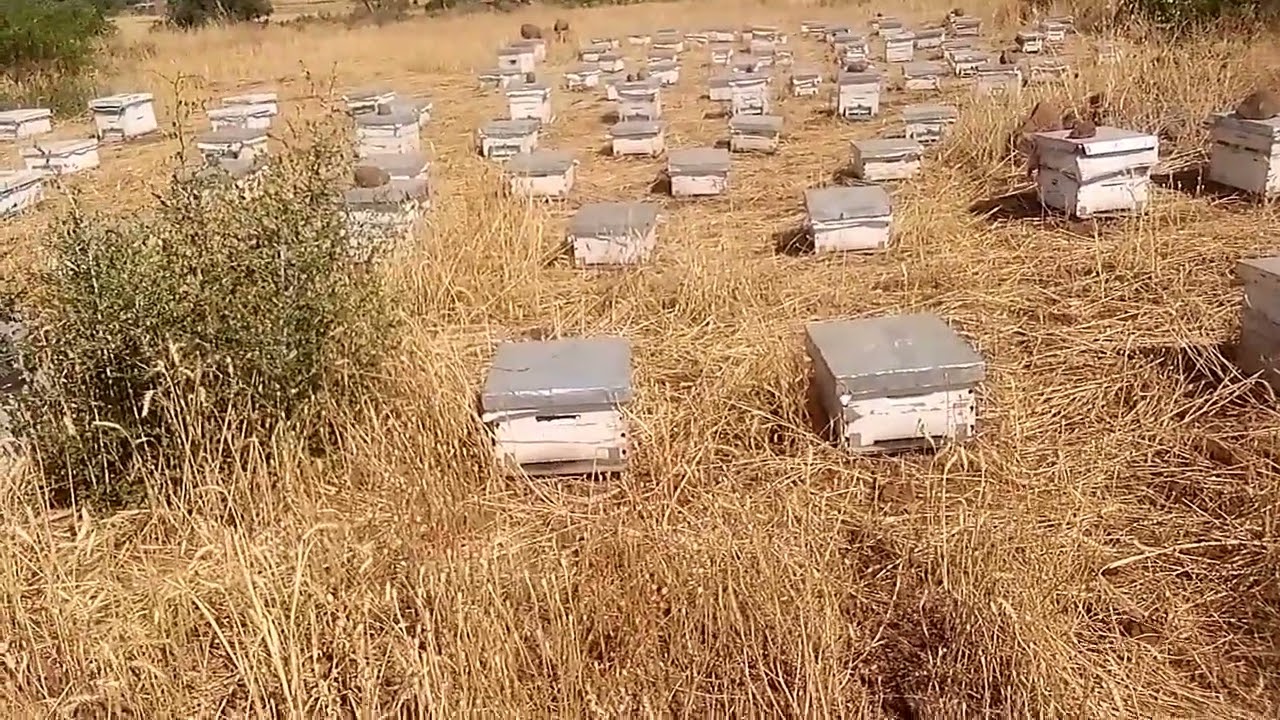 🐝اهم عمل بعد جني العسل 🐝درس جديد ومهم في تربية النحل شهر يوليوز 2025.