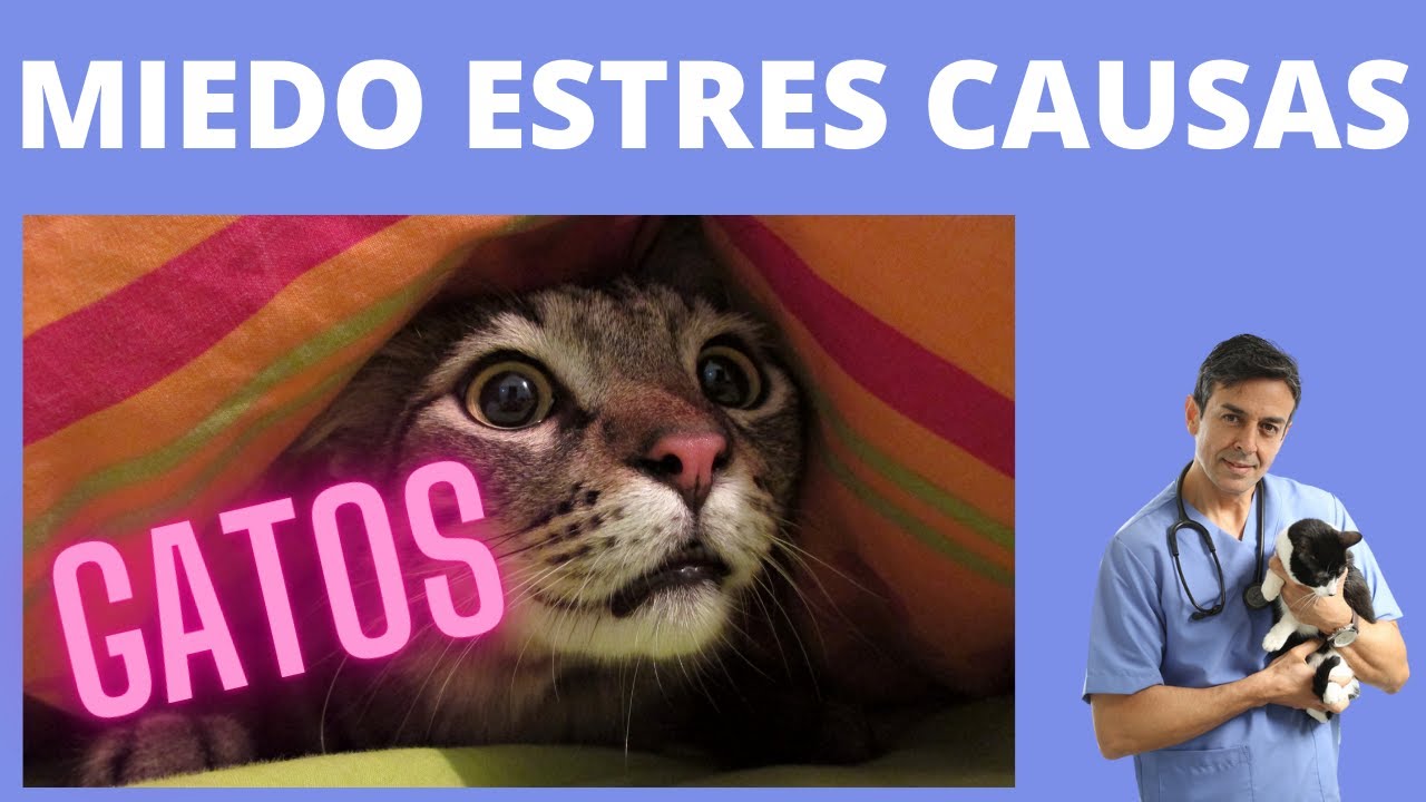 MIEDO ANSIEDAD Y ESTRES EN GATOS