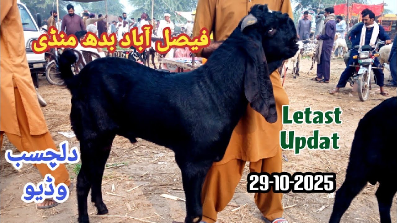 Letast Updated Faisalabad Mandi 29-10-2025