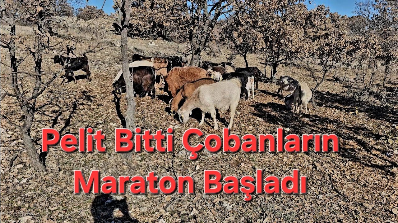 Pelit Bitti Çobanların Maraton Başladı