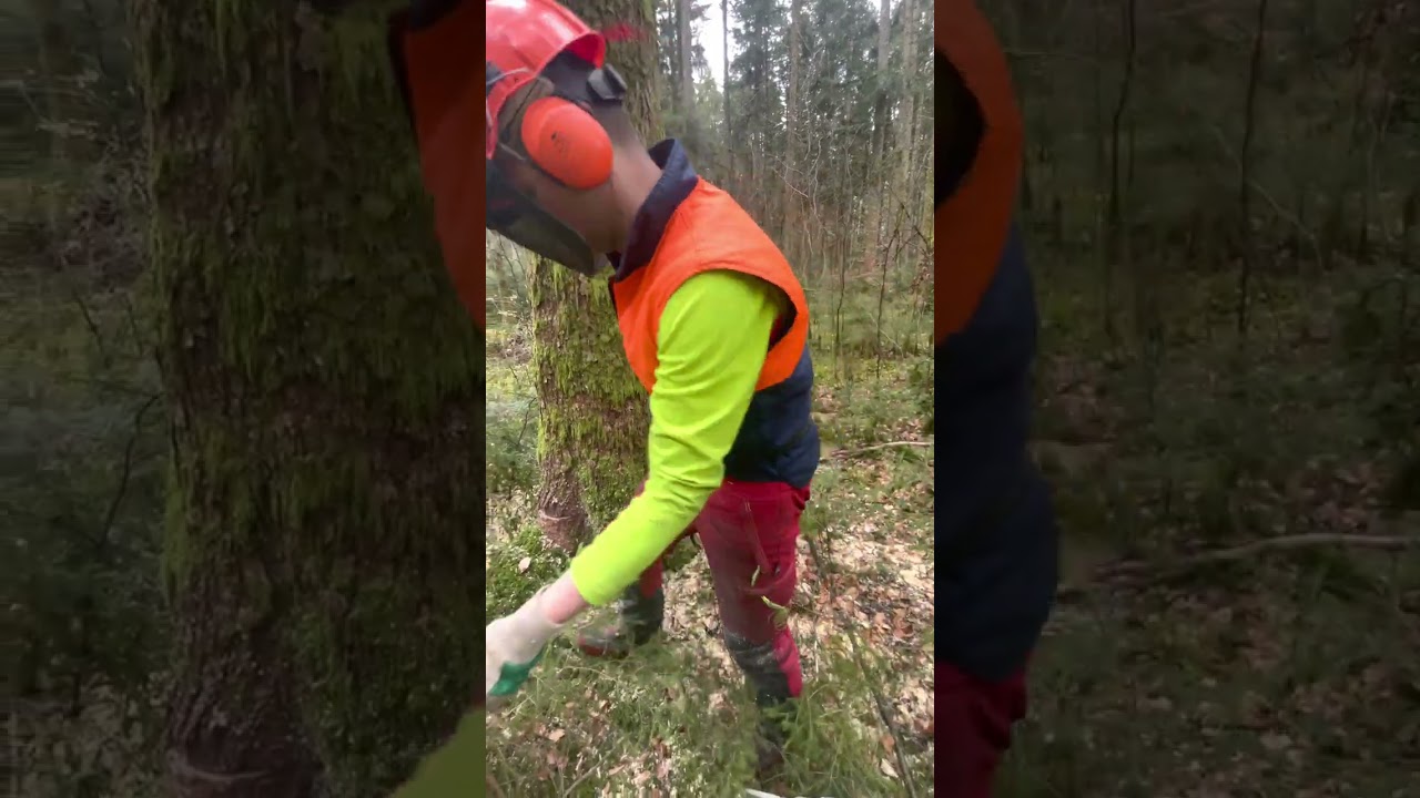 Munca in Padure  Germania ( Forst arbeiten)