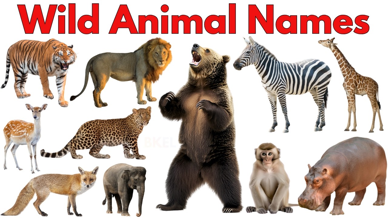 Дикие животные для детей: звуки и картинки 🦁 | Обучающее видео для малышей и дошкольников