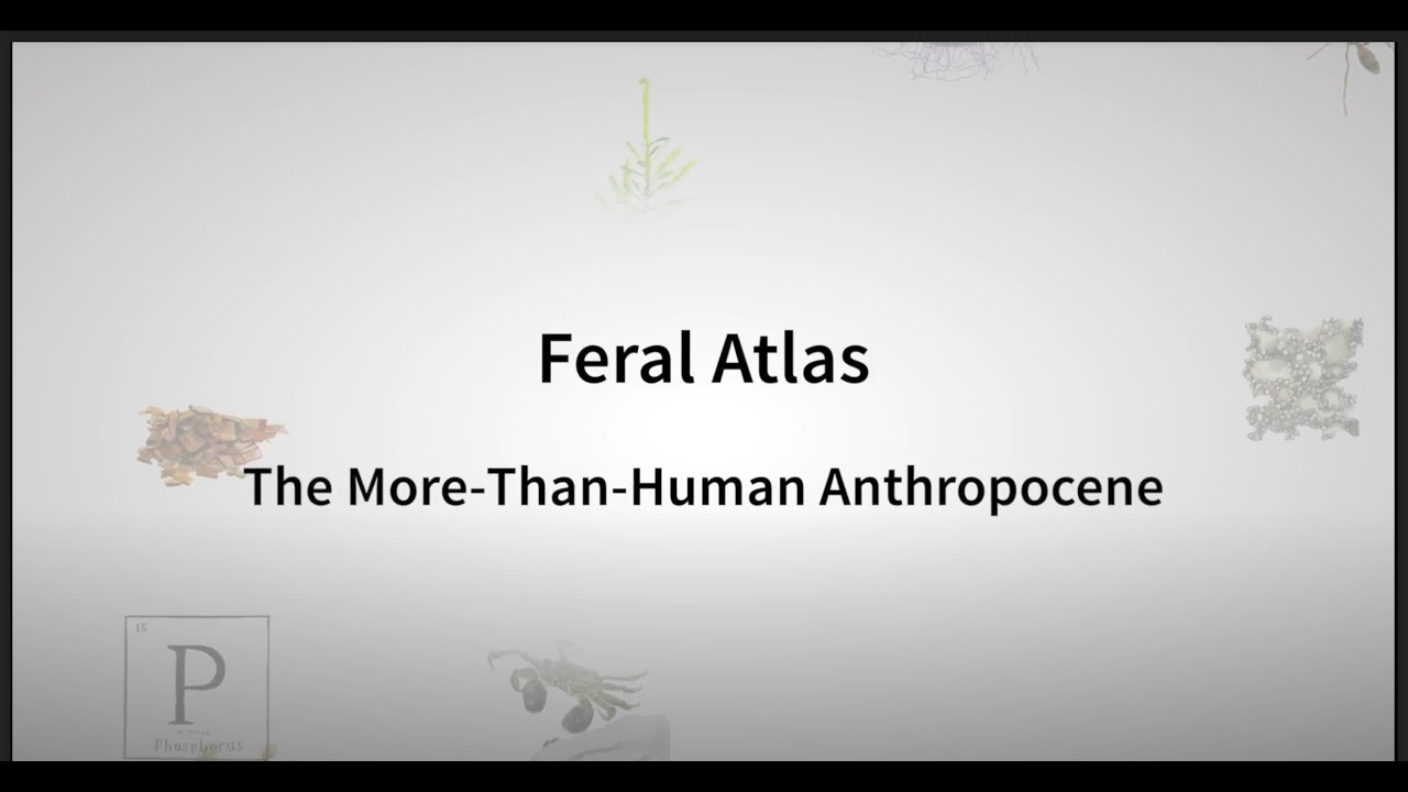 Feral Atlas: The More-Than-Human Anthropocene