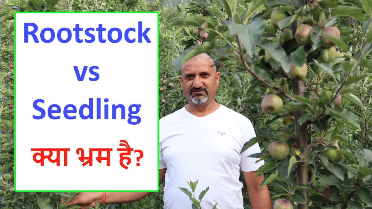 प्रेम चौहान जी (Shentoo) के APS ORCHARD में की गई UHDP - Seedling की पहली OFFICIAL झलक - PART 3