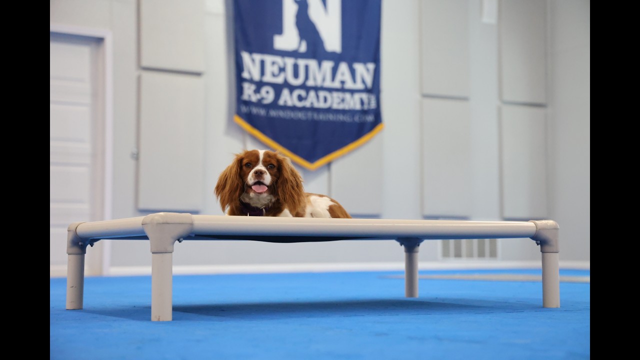 Georgie (Cavalier King Charles Spaniel) Puppy Camp Dog Training Video Demonstration