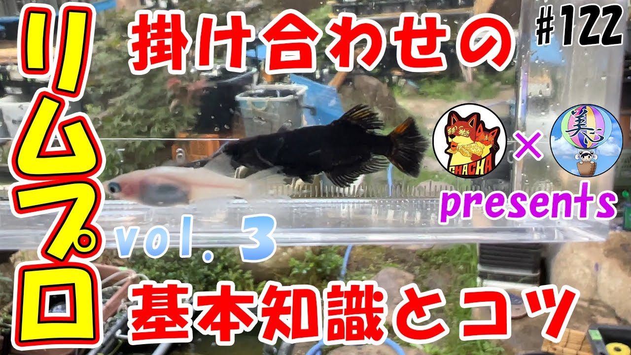 【リムプロ３】初心者必見！掛け合わせの基本知識とコツ♪合作Ｆ１個体をご紹介！ ＃１２２ ～チャチャめだか x 美心めだか～