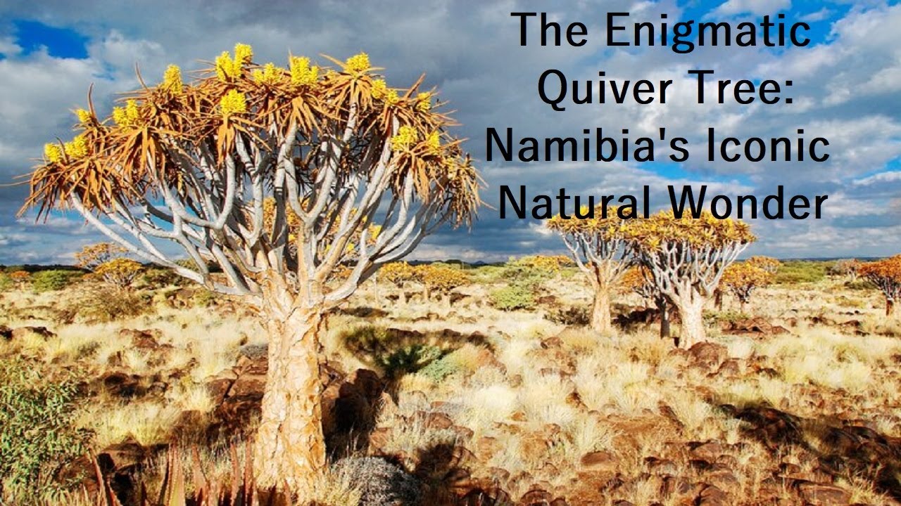 The Enigmatic Quiver Tree: Namibia's Iconic Natural Wonder