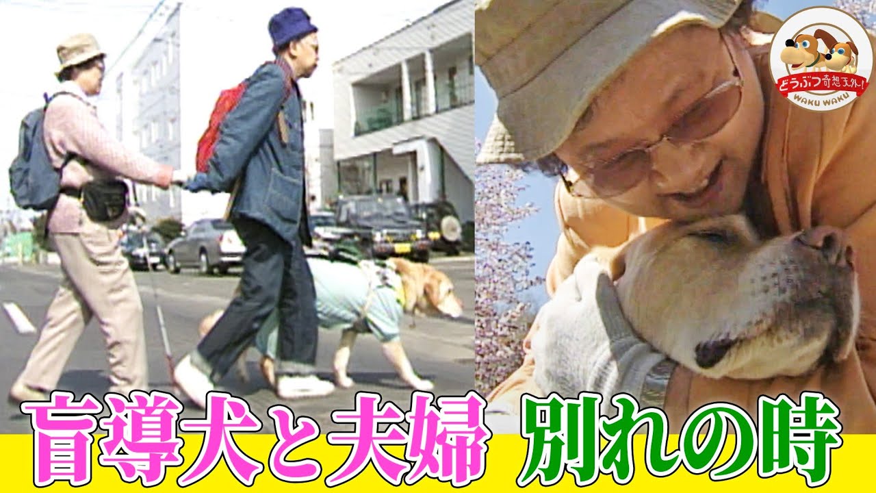 【夫婦２人と一緒に歩く盲導犬オリバー】近づく引退の日、その前に…夫・孝さんの願い【どうぶつ奇想天外／WAKUWAKU】