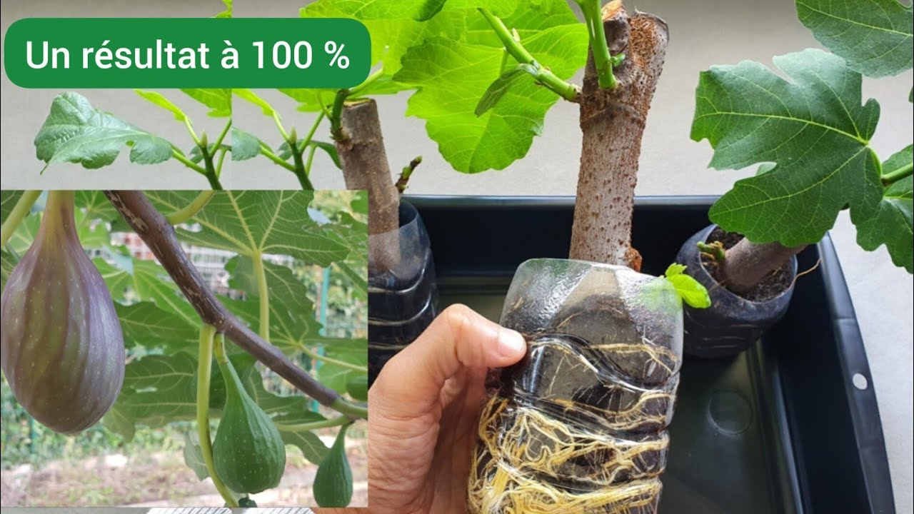Comment bouturer le figuier à partir d'un tronc d'arbre ? 2023