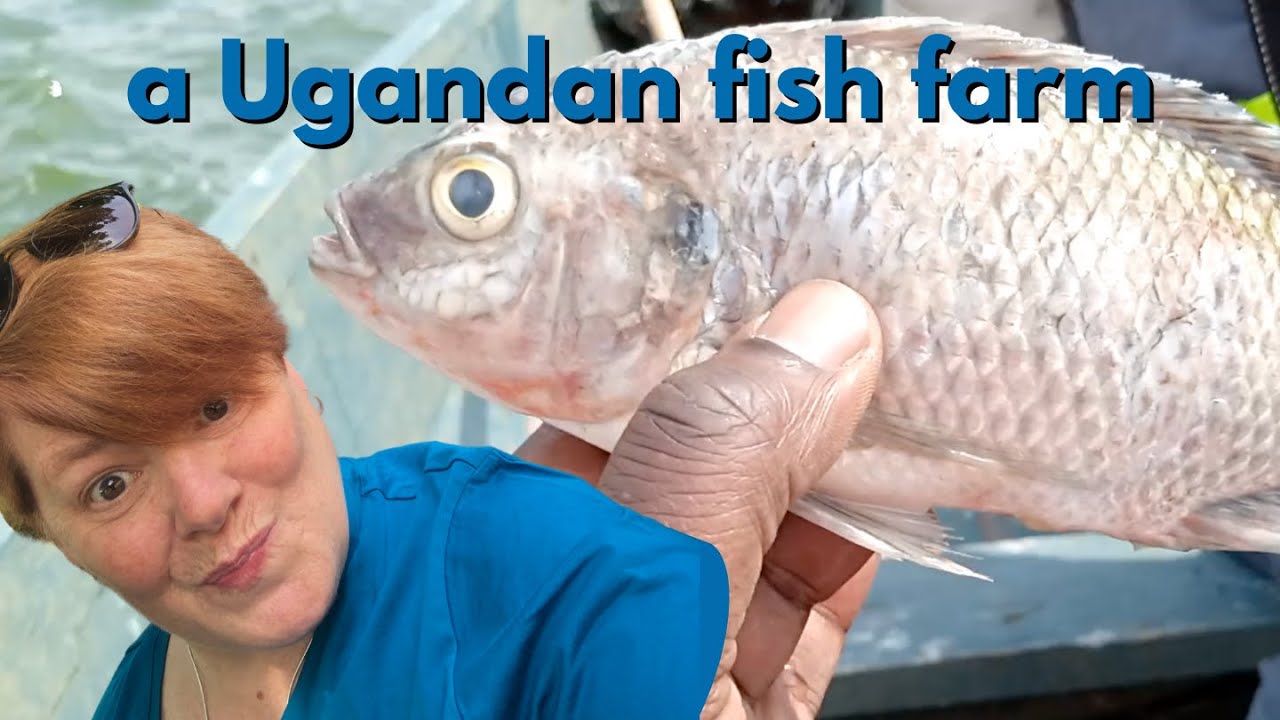 Producing Fresh Tilapia & Encouraging Small Farms, A Ugandan Fish Farmer Doing it All!