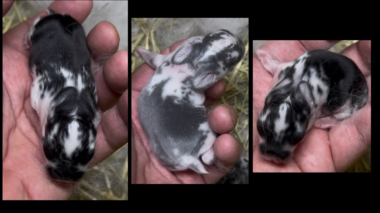 Gingerbread & Boudin Ball Holland Lop Litter 6 Days Old