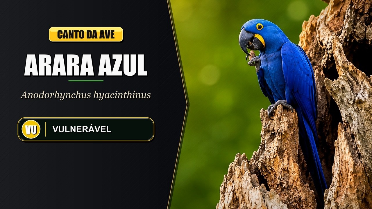 Canto da Arara Azul / Arara Azul Grande / Arara Preta | Hyacinth Macaw | Anodorhynchus Hyacinthinus