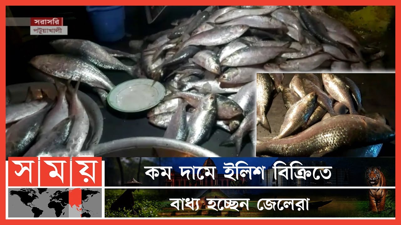 জেলেদের জালে ধরা পড়ছে ঝাঁকে ঝাঁকে ইলিশ | Hilsa Fishing Ban | Somoy TV