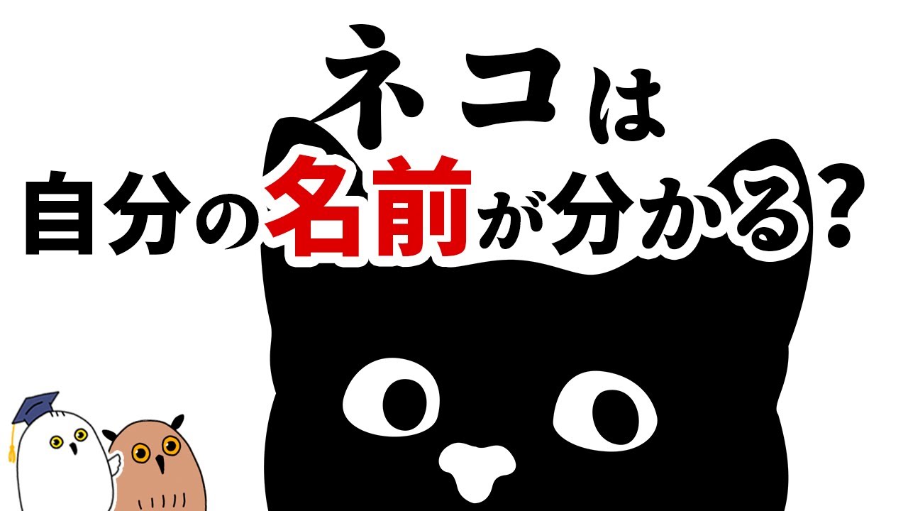 【ゆっくり解説】ネコ𓃠の気持ちを確かめる実験【きゃわわ】