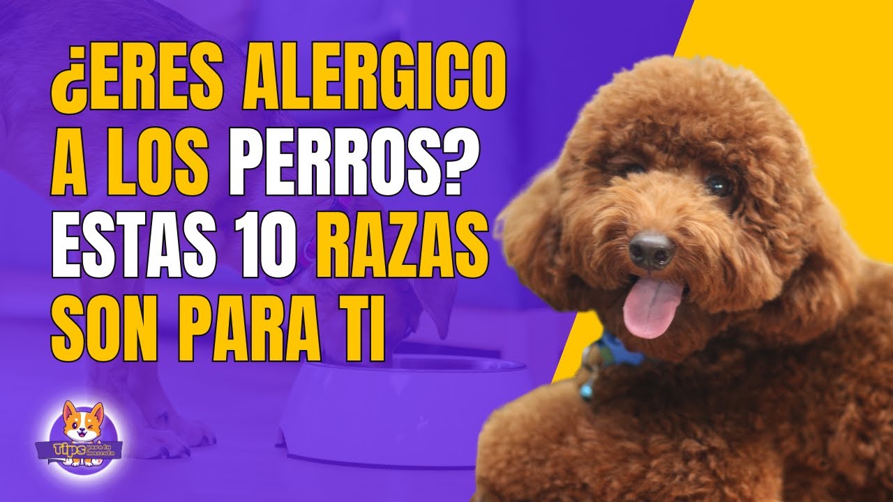 10 RAZAS DE PERROS HIPOALERGÉNICOS, PERROS PARA ALÉRGICOS