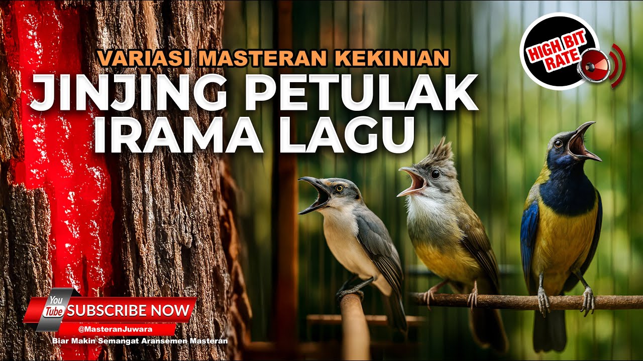 🔴 Live Masteran Irama Lagu Tembakan Jinjing Petulak Materi Cucak Cungkok & Cucak Jenggot Gacor Greja