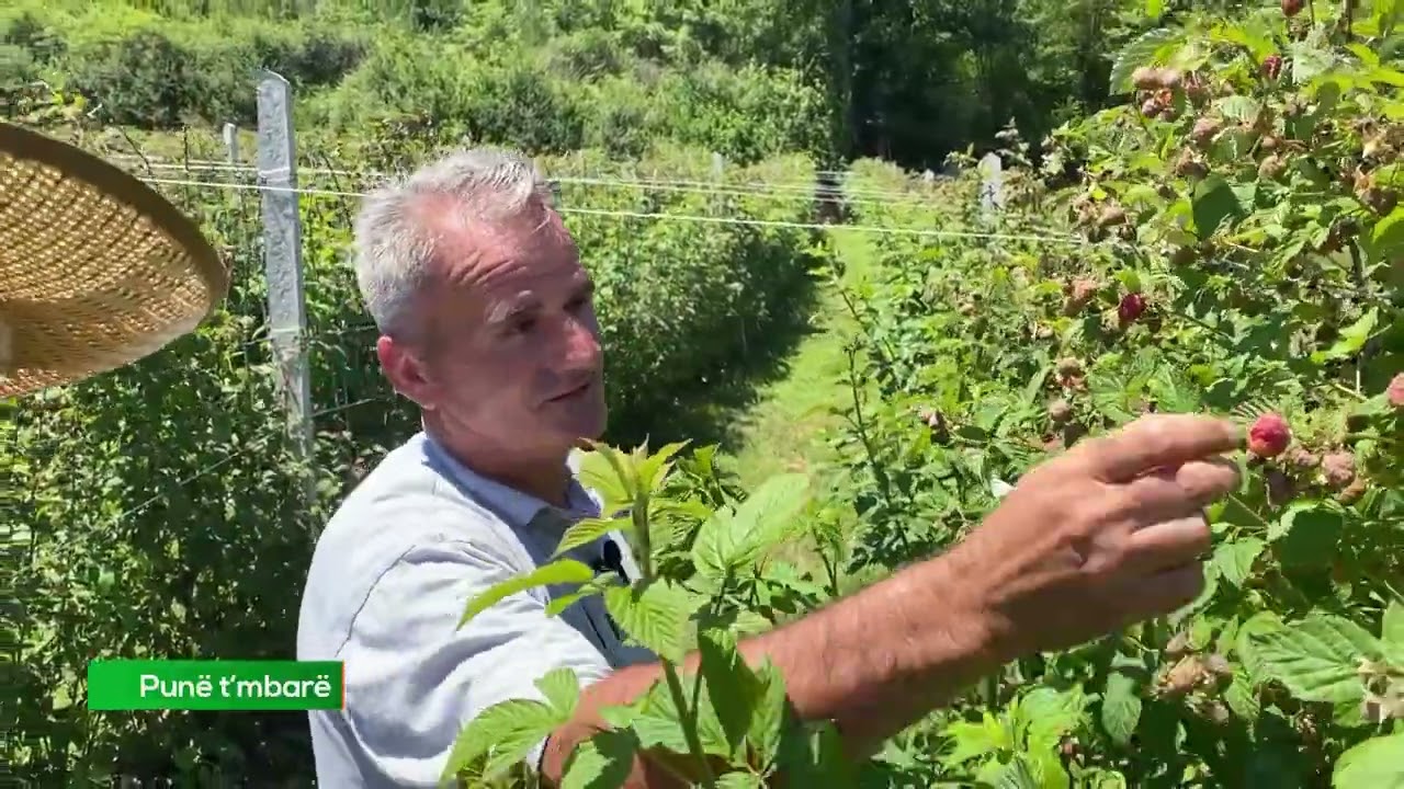 Punë t'mbarë - fermeri që vjelë mbi 5 tonë mjedra për një muaj - Për ditë të mbarë 25.07.2022