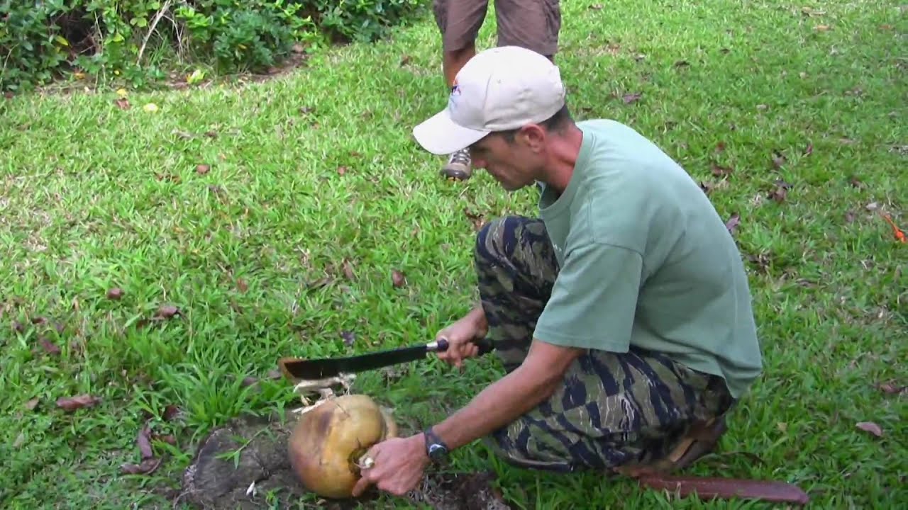 Koa Opens a Coconut