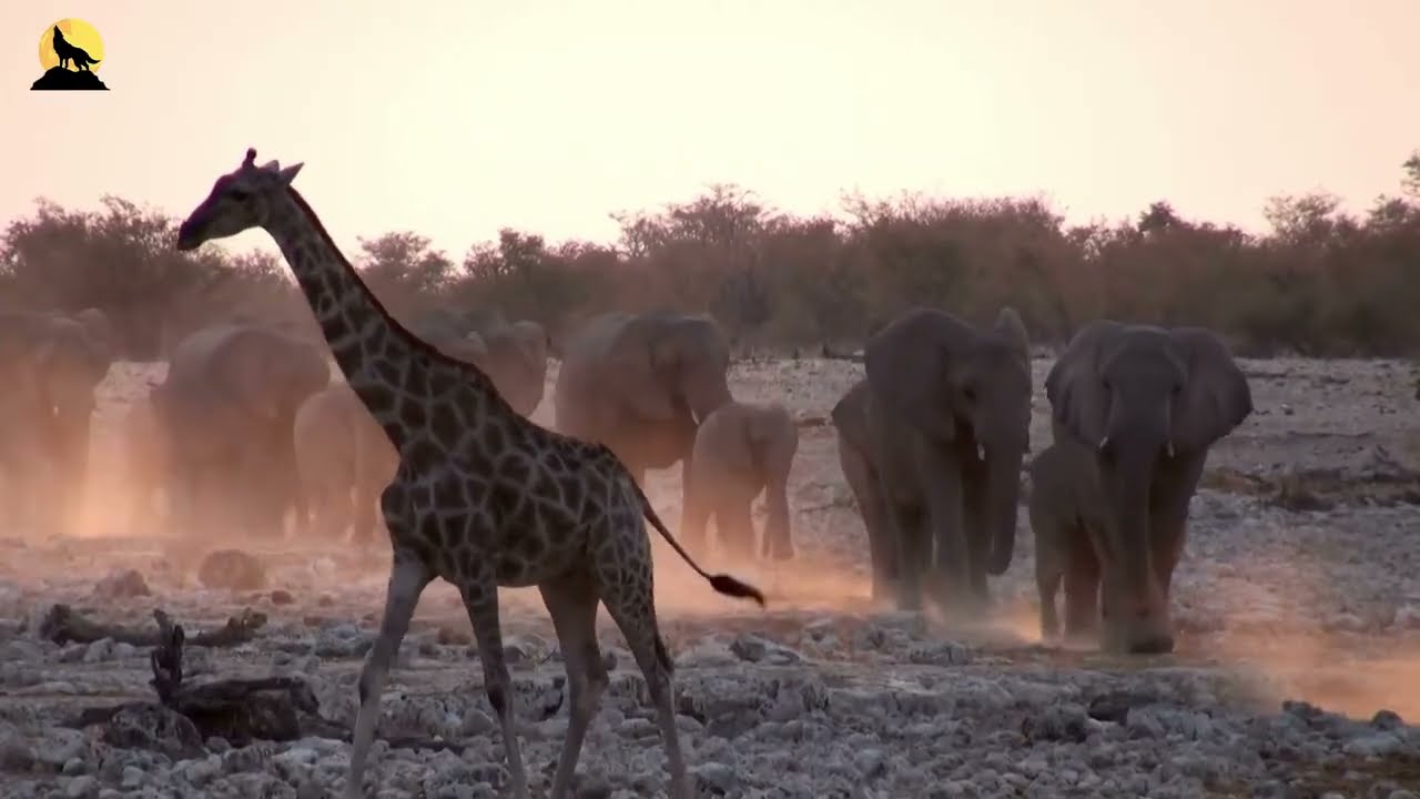 La batalla por la supervivencia en la temporada seca más implacable del planeta |animales salvajes