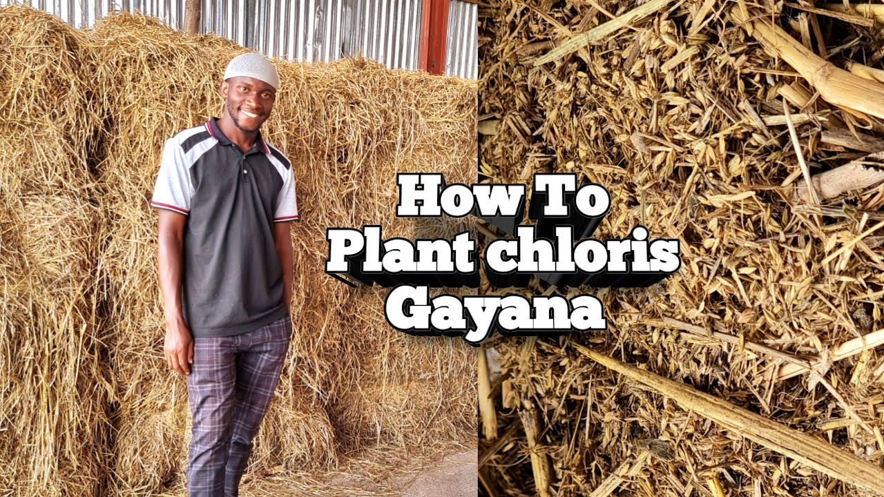 How to Plant chloris Gayana | Sampling | 2026