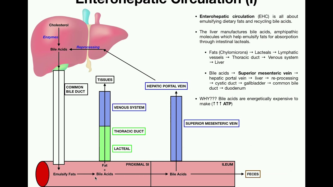 Anatomy | Enterohepatic Circulation EXPLAINED