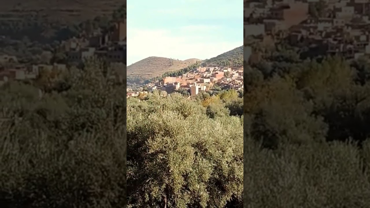 la gigantesque oliveraie de l' Ourika. 