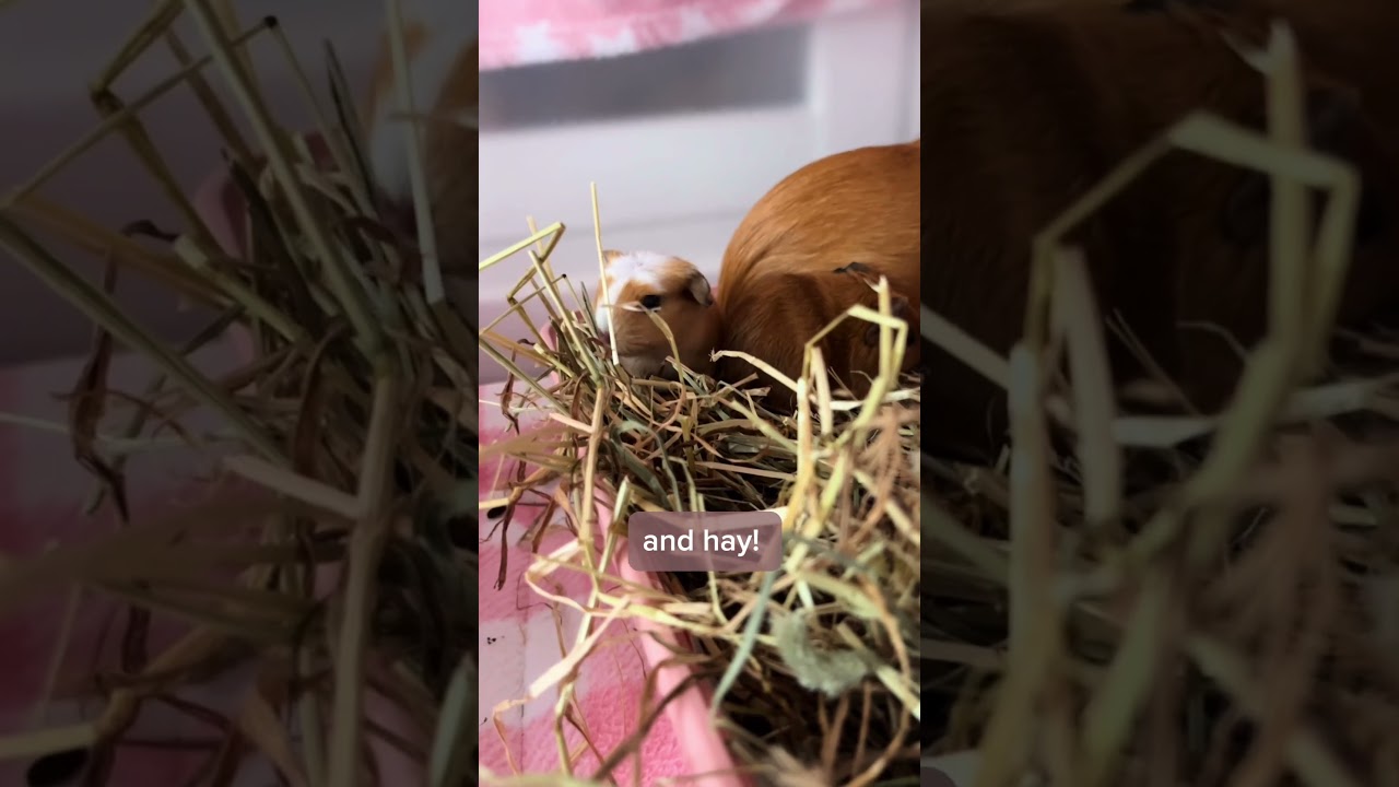 Let's learn about baby Guinea Pigs