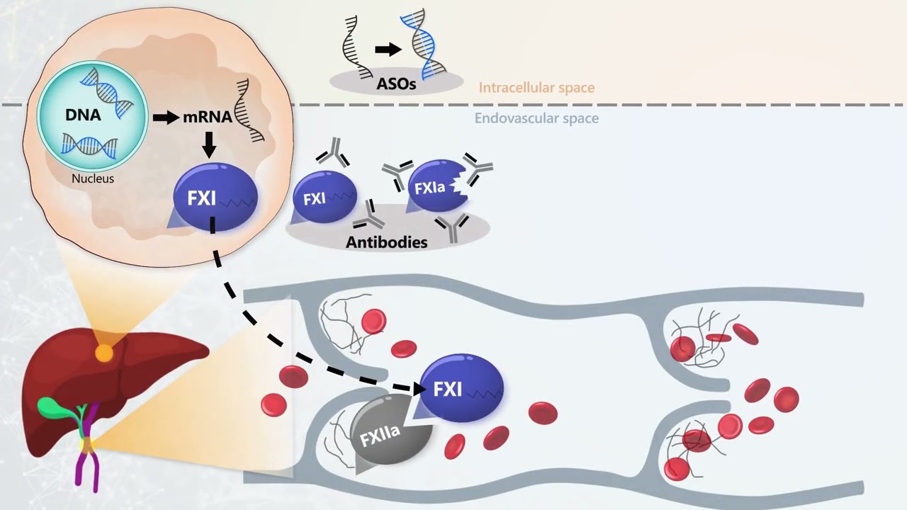 Methods of Factor XI Inhibition and Therapies in Development