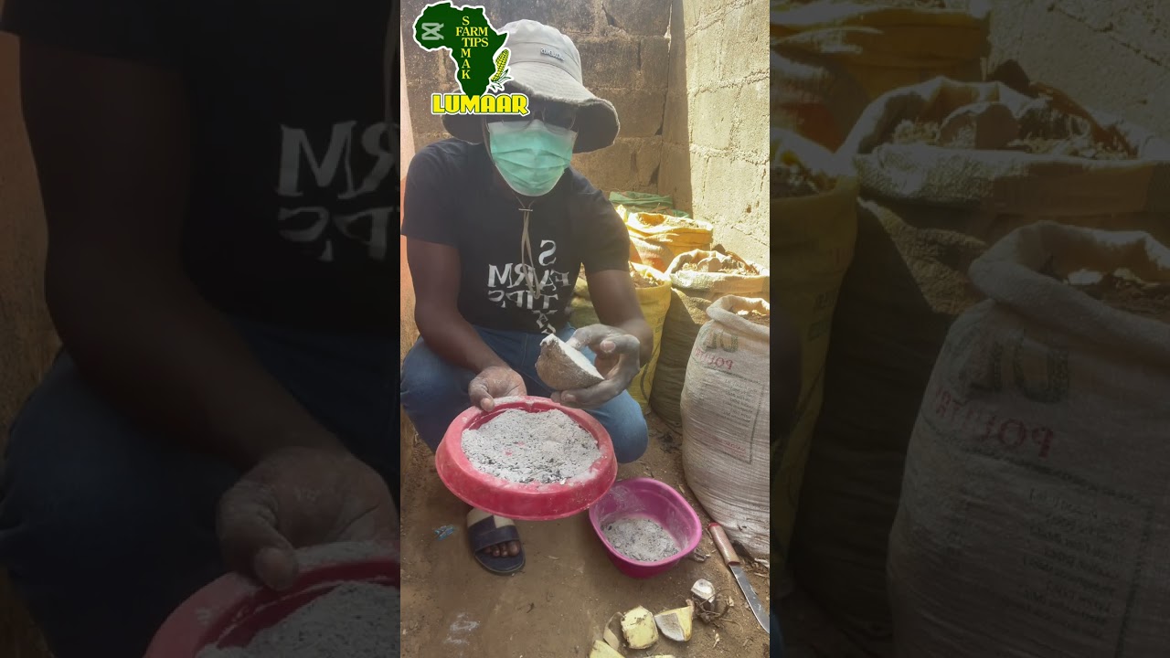 HOW TO PREPARE YAM SEED (MINI SET)