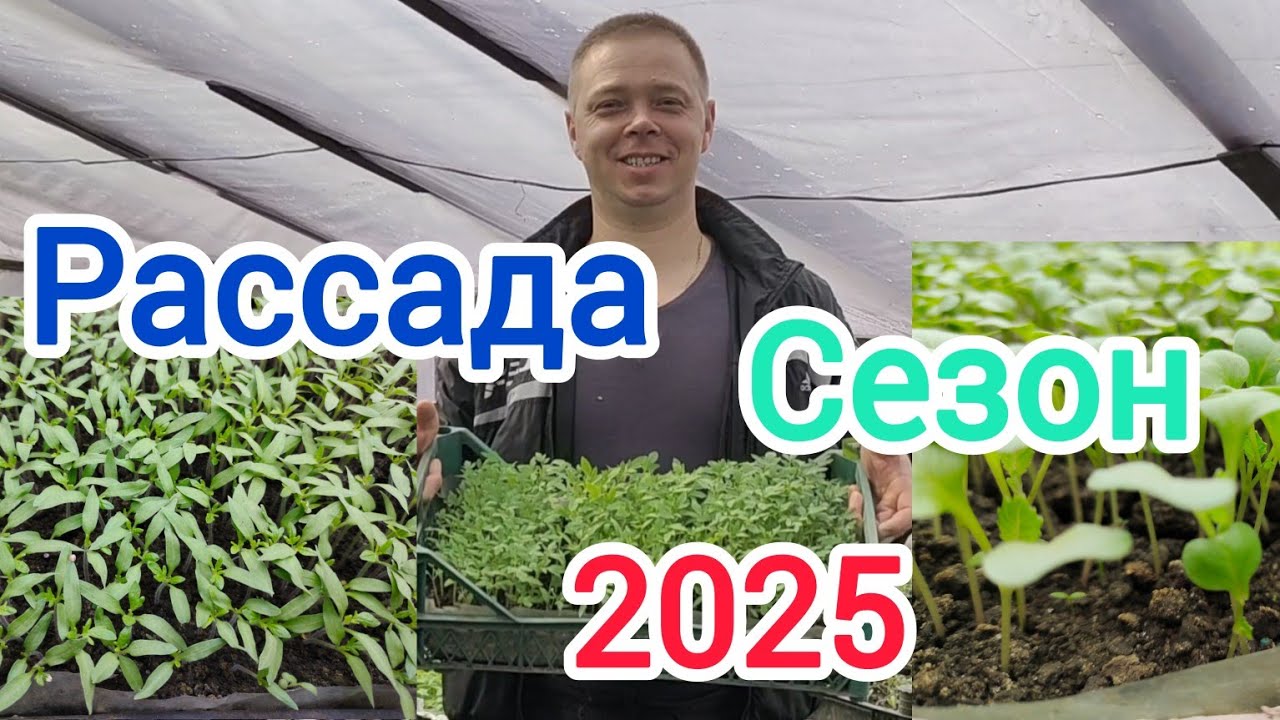 Пикирую помидор. Убираю возле теплицы