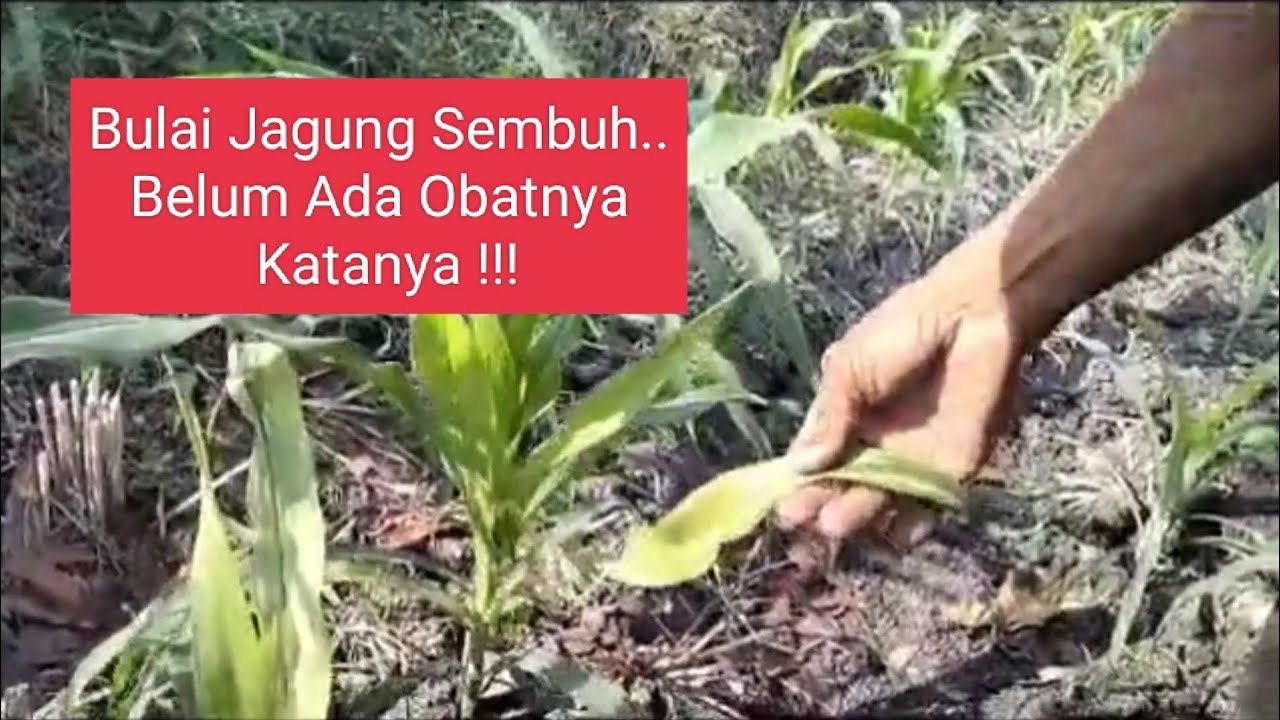 Bulai Jagung Sembuh....                   Harapan Petani Selama Ini..   Pesti Multi Marolis