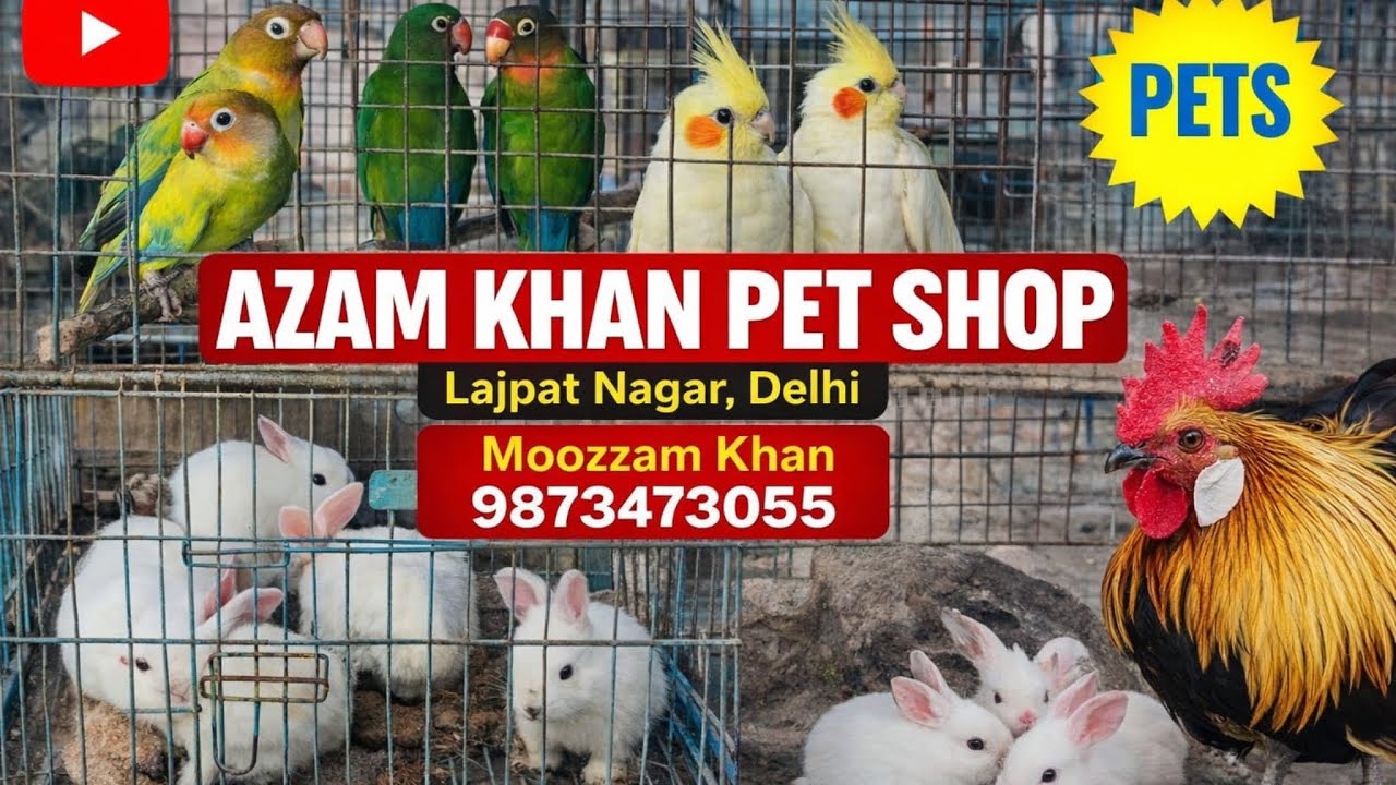 Azam Khan Pet Shop Lajpat Nagar Delhi | Beautiful Birds🦜 Market | Love❤️ Birds Cockatiel 🤗