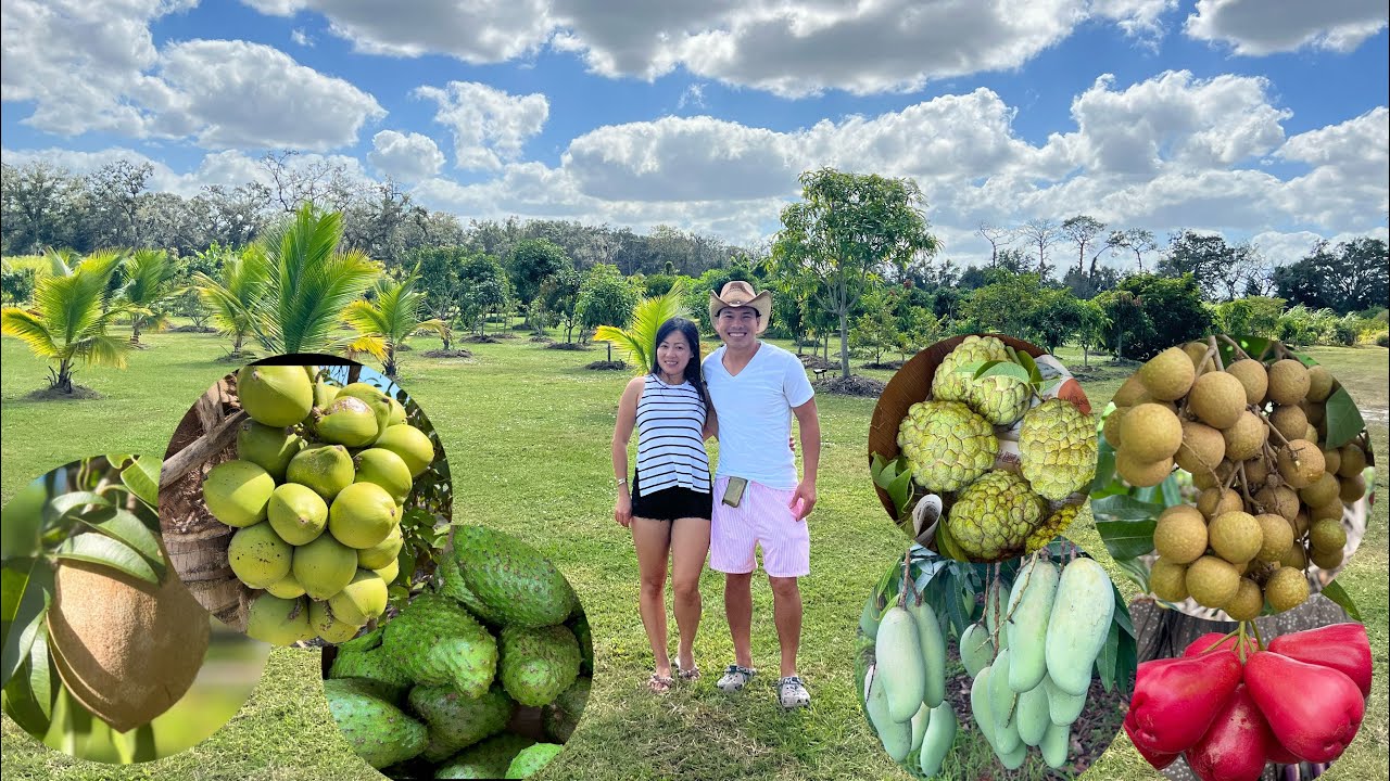 Vườn Trái Cây U-PICK Sẽ Open Cho Khách Hàng 2024 Ở Bradenton, FL | LuuLinh TV